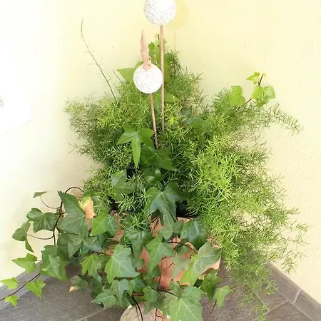 公寓 Ferienwohnung Ranalter *
